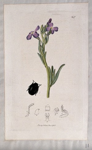 view A plant (Matthiola sinuata) with an associated beetle and its anatomical segments. Coloured etching, c. 1831.