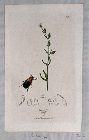 view A campion plant (Silene gallica) with an associated beetle and its anatomical segments. Coloured etching, c. 1831.