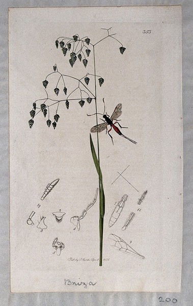 Quaking grass (Briza minor) with an associated insect and its anatomical segments. Coloured etching, c. 1831.