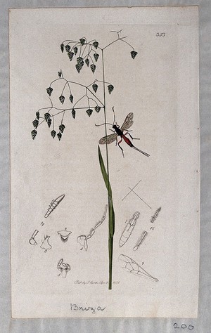 view Quaking grass (Briza minor) with an associated insect and its anatomical segments. Coloured etching, c. 1831.