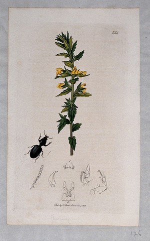 view A plant (Bartsia viscosa) with an associated beetle and its anatomical segments. Coloured etching, c. 1831.
