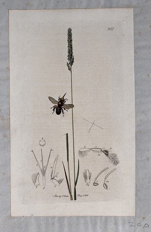 view Crested hair grass (Koeleria cristata) with an associated insect and its anatomical segments. Coloured etching, c. 1831.