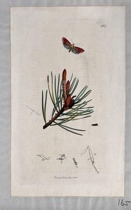 A pine tree shoot (Pinus species) with an associated moth, its caterpillar and its anatomical segments. Coloured etching, c. 1831.