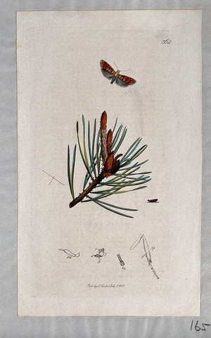 view A pine tree shoot (Pinus species) with an associated moth, its caterpillar and its anatomical segments. Coloured etching, c. 1831.