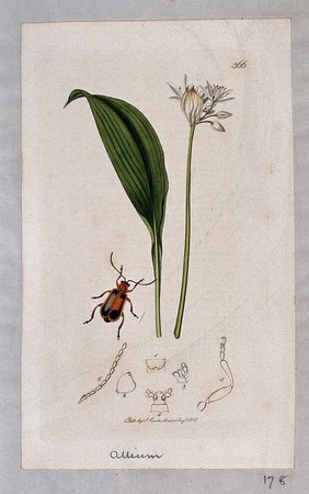 Wild garlic plant (Allium ursinum) with an associated beetle and its anatomical segments. Coloured etching, c. 1831.