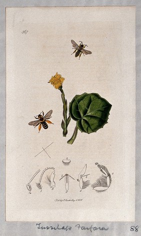 Coltsfoot flower and leaf (Tussilago farfara) with an associated insect and its anatomical segments. Coloured etching, c. 1831.