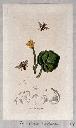 view Coltsfoot flower and leaf (Tussilago farfara) with an associated insect and its anatomical segments. Coloured etching, c. 1831.