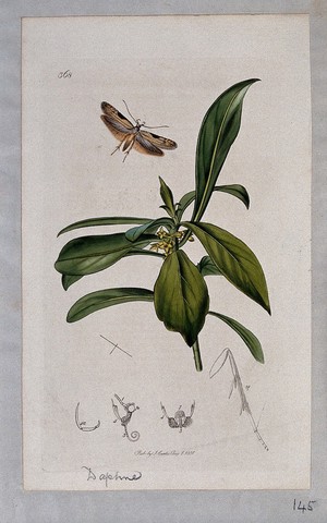 view Spurge laurel plant (Daphne laureola) with an associated moth and its anatomical segments. Coloured etching, c. 1831.