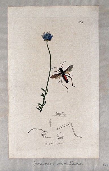 Sheep's-bit plant (Jasione montana) with an associated insect and its anatomical segments. Coloured etching, c. 1831.