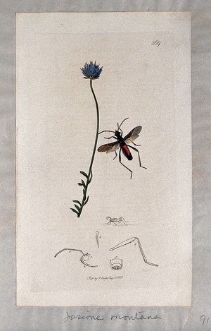 view Sheep's-bit plant (Jasione montana) with an associated insect and its anatomical segments. Coloured etching, c. 1831.
