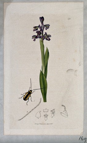 Green-winged orchid (Orchis morio) with an associated beetle and its anatomical segments. Coloured etching, c. 1831.