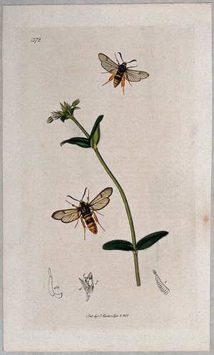 view Chickweed plant (Cerastium glomeratum) with two associated wasps and their anatomical segments. Coloured etching, c. 1831.