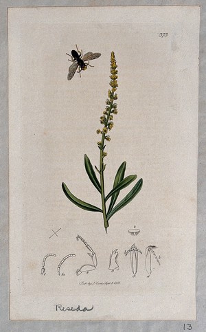 view Dyer's rocket plant (Reseda luteola) with an associated insect and its anatomical segments. Coloured etching, c. 1831.