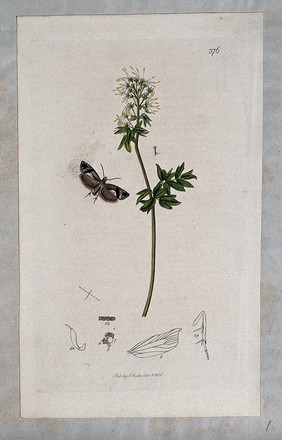 A meadow rue plant (Thalictrum flavum) with an associated moth and its anatomical segments. Coloured etching, c. 1831.