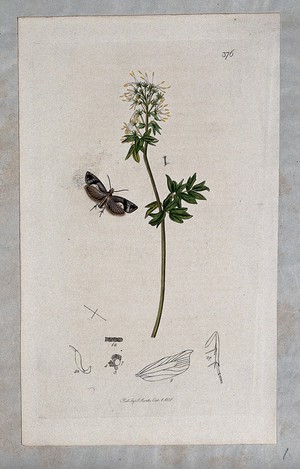 view A meadow rue plant (Thalictrum flavum) with an associated moth and its anatomical segments. Coloured etching, c. 1831.