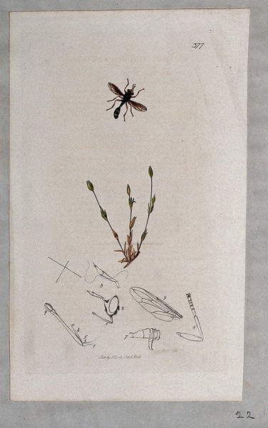 A chickweed plant (Cerastium quaternellum) with an associated insect and its anatomical segments. Coloured etching, c. 1831.