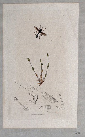 view A chickweed plant (Cerastium quaternellum) with an associated insect and its anatomical segments. Coloured etching, c. 1831.