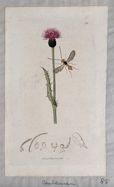 A knapweed (Centaurea species) with an associated insect and anatomical segments. Coloured etching, c. 1831.