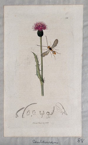 view A knapweed (Centaurea species) with an associated insect and anatomical segments. Coloured etching, c. 1831.