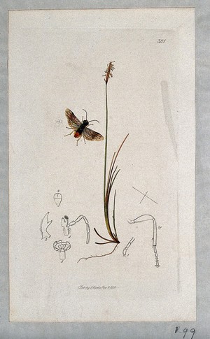 view A sedge (Carex dioica) with an associated insect and anatomical segments. Coloured etching, c. 1831.