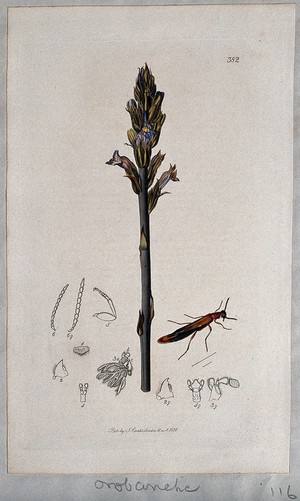 view A broomrape plant (Orobanche caerulea) with an associated insect and its anatomical segments. Coloured etching, c. 1831.