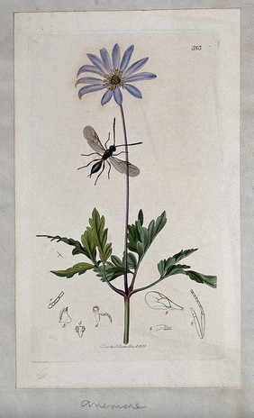 An anemone plant (Anemone apennina) with an associated insect and its anatomical segments. Coloured etching, c. 1831.