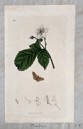 A dewberry plant (Rubus caesius) in flower with an associated moth and its anatomical segments. Coloured etching, c. 1831.