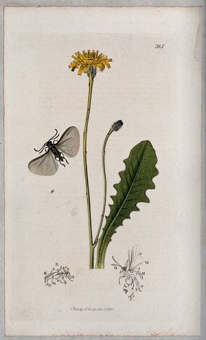 view A cat's-ear plant (Hypochaeris radicata) with an associated insect and its anatomical segments. Coloured etching, c. 1831.