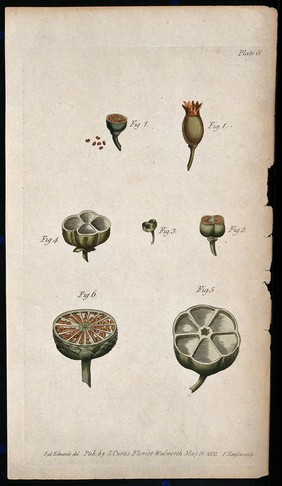 Six figures of whole and sectioned fruits showing arrangement of the pericarp. Coloured etching by F. Sansom, c. 1802, after S. Edwards.