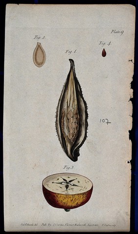 Four figures showing pericarp and seeds in fruits of an apple and a milkweed plant (Asclepias syriaca). Coloured etching by F. Sansom, c. 1802, after S. Edwards.