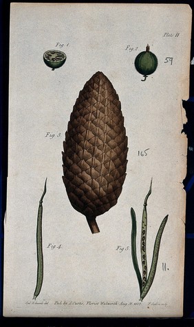 Five figures showing fruit, pericarps and seeds of a gooseberry, fir cone and wallflower. Coloured etching by F. Sansom, c. 1802, after S. Edwards.