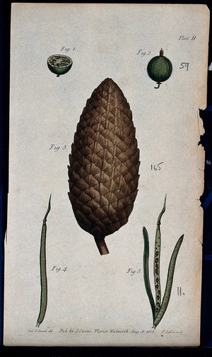 view Five figures showing fruit, pericarps and seeds of a gooseberry, fir cone and wallflower. Coloured etching by F. Sansom, c. 1802, after S. Edwards.