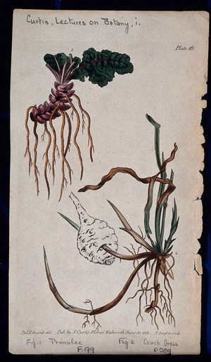 view Two examples of different root systems: a denticulate primrose rootstock and a creeping couch grass root. Coloured etching by F. Sansom, c. 1802, after S. Edwards.