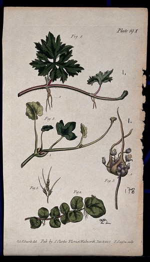 view Five examples of different plant stems: a crow-foot, pilewort, onion, cuckoo flower and sheep's fescue plant. Coloured etching by F. Sansom, c. 1802, after S. Edwards.