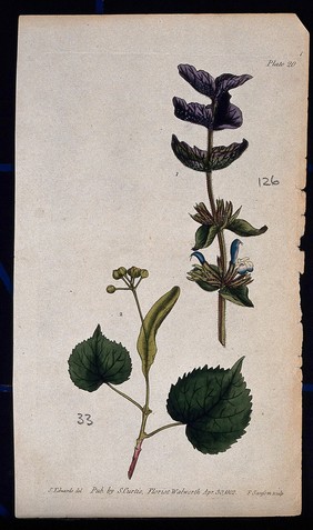 Two examples of flowering plant stems: a clary (Salvia sclarea) and lime (Tilia species). Coloured etching by F. Sansom, c. 1802, after S. Edwards.