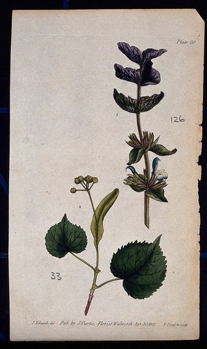 view Two examples of flowering plant stems: a clary (Salvia sclarea) and lime (Tilia species). Coloured etching by F. Sansom, c. 1802, after S. Edwards.