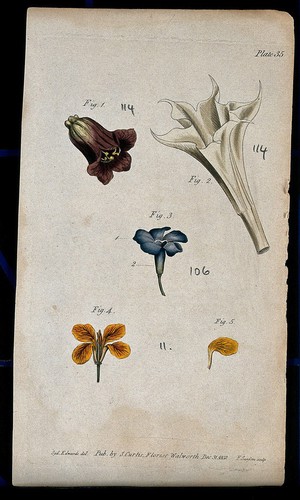 view Four examples of single flowers: a deadly nightshade, thorn apple, periwinkle and wallflower. Coloured etching by F. Sansom, c. 1802, after S. Edwards.