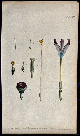 Various stages in the formation of the fruit of different flowers. Coloured etching by F. Sansom, c. 1802, after S. Edwards.