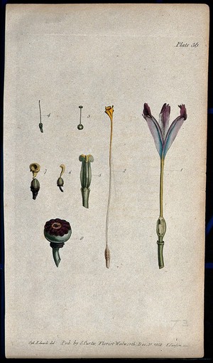 view Various stages in the formation of the fruit of different flowers. Coloured etching by F. Sansom, c. 1802, after S. Edwards.