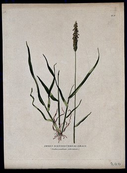 Sweet vernal grass (Anthoxanthum odoratum): seedhead and leafy stems. Coloured etching, c. 1805.