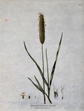 view Meadow foxtail grass (Alopecurus pratensis): seedhead, leafy stems and floral segments. Coloured etching, c. 1805.