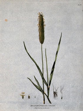 Meadow foxtail grass (Alopecurus pratensis): seedhead, leafy stems and floral segments. Coloured etching, c. 1805.