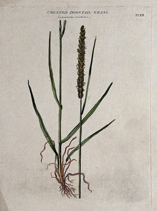 Crested dog's-tail grass (Cynosurus cristatus): seedhead and leafy stem. Coloured etching, c. 1805.