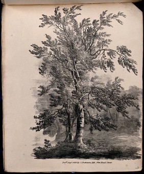 A tree, possibly a silver birch (Betula pendula), with surrounding vegetation. Lithograph, c. 1822.