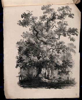 An old oak tree (Quercus robur) with surrounding vegetation. Lithograph, c. 1822.