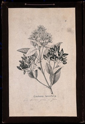 Cuprea bark plant (Remijia pedunculata): flowering and fruiting stem. Lithograph, c. 1883.