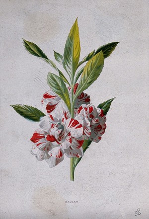 view A balsam plant (Impatiens species): flowering stem. Chromolithograph, c. 1879, after F. Hulme.