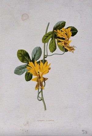 view Canary creeper (Tropaeolum peregrinum): flowering stem. Chromolithograph, c. 1879, after F. Hulme.