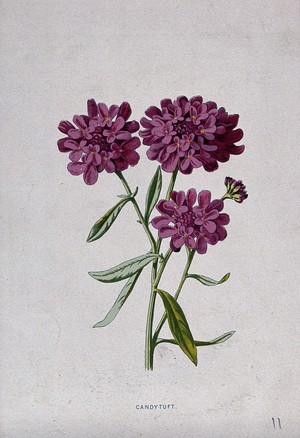 view A candytuft plant (Iberis species): flowering stem. Chromolithograph, c. 1879, after F. Hulme.