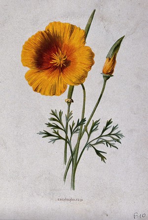 view A California poppy (Eschscholzia californica): flowering stems and pod. Chromolithograph, c. 1879, after F. Hulme.